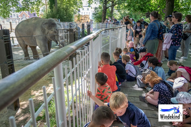 Windekind zomerklas zoo Antwerpen (166 van 262)