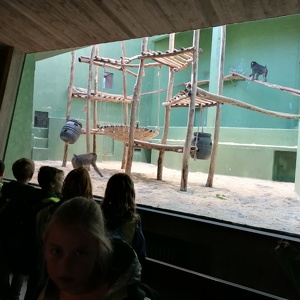 2C Zoo